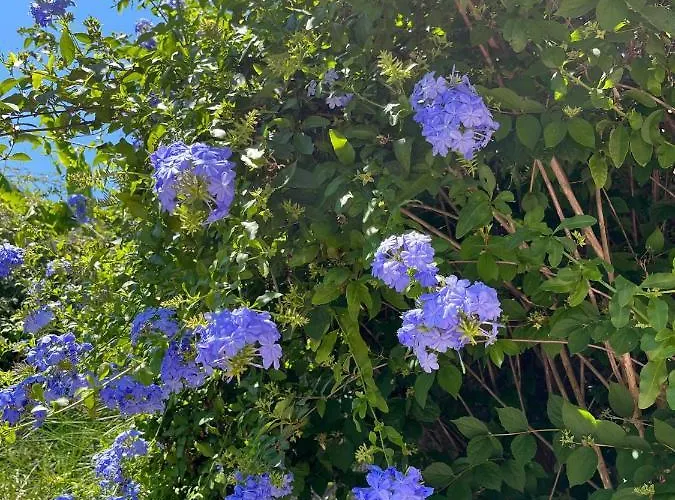 Sofia Lägenhet Benitses (Corfu)