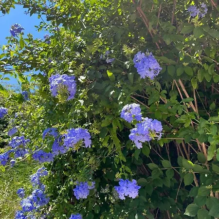 Sofia Apartament Ágios Matthaíos